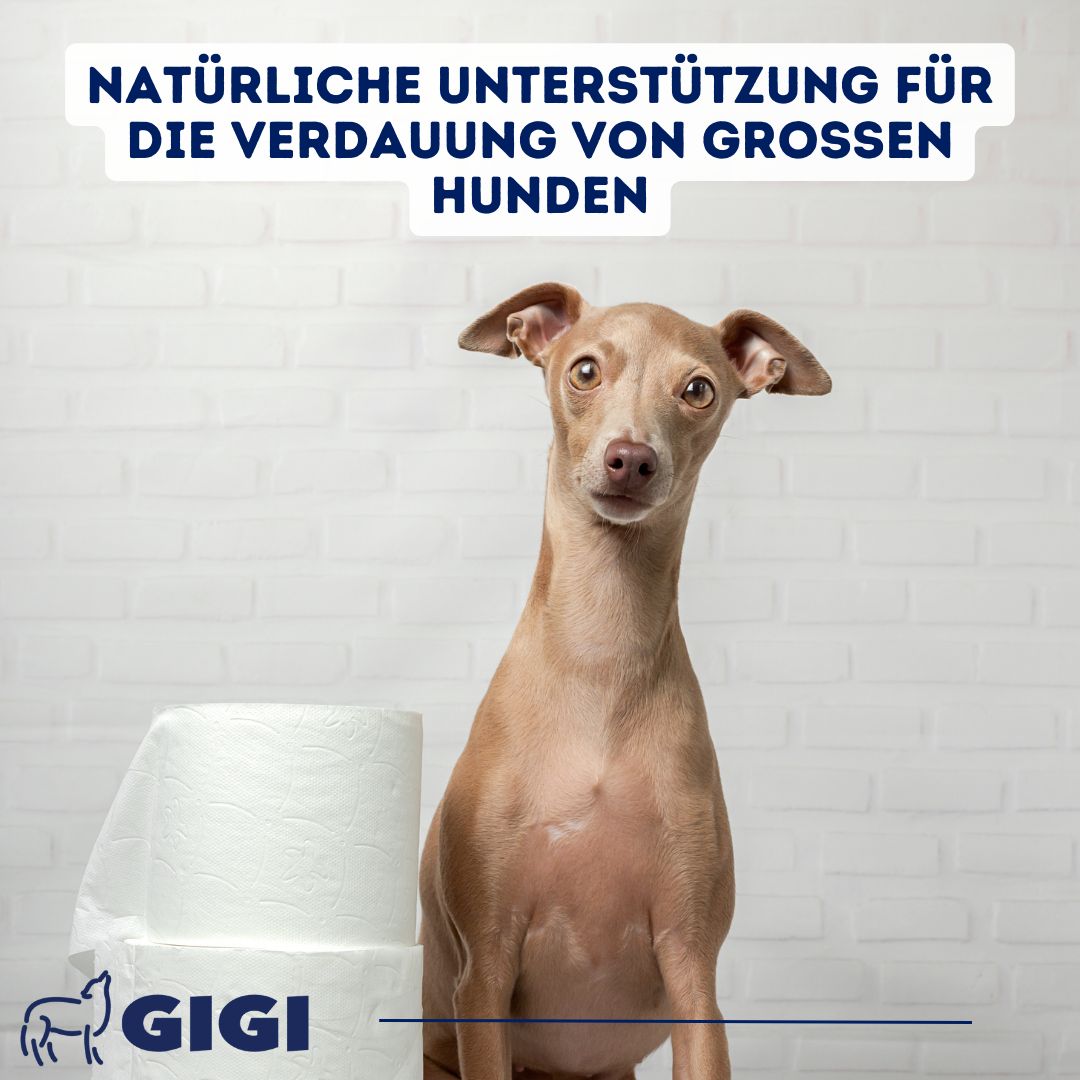 GIGI VET Magen & Darm Komfort Für große Hunde