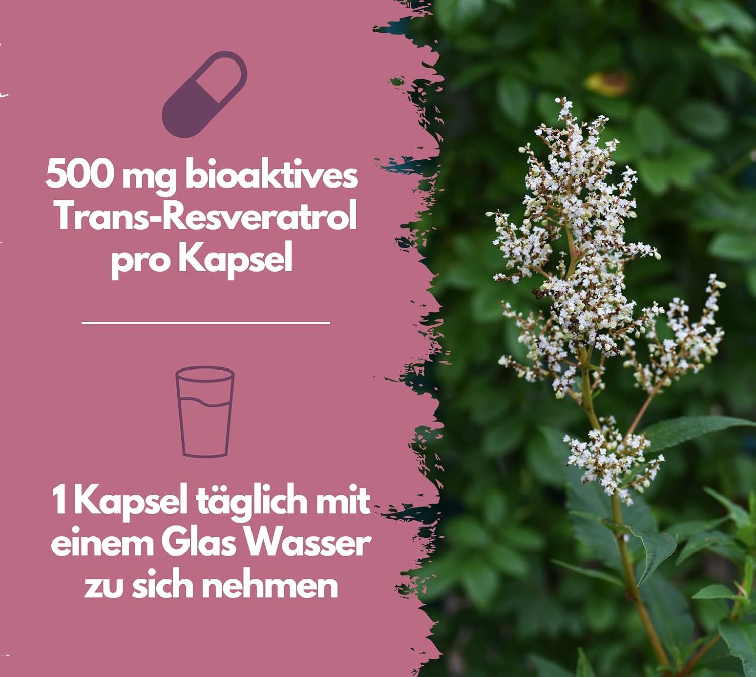 EXVital® Resveratrol Kapseln, 500mg