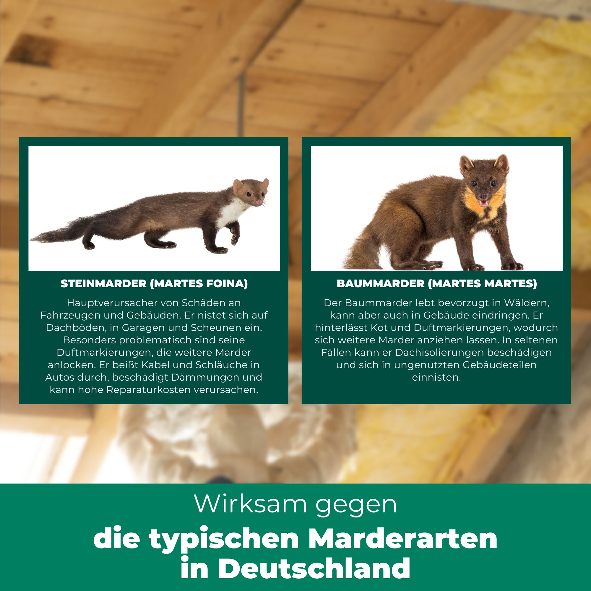 Zwei Bilder: Steinmarder und Baumarder. Text: Wirksam gegen die typischen Marderarten in Deutschland.