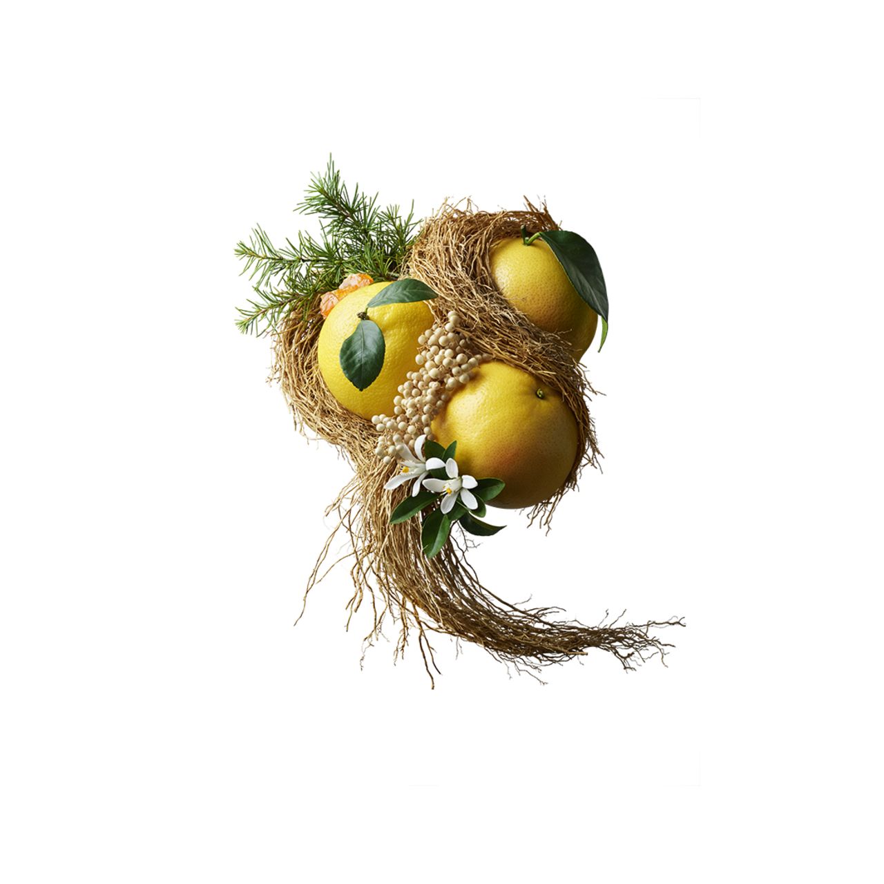 Drei Grapefruits in einem Nest aus Zweigen und Blättern, mit Blüten.