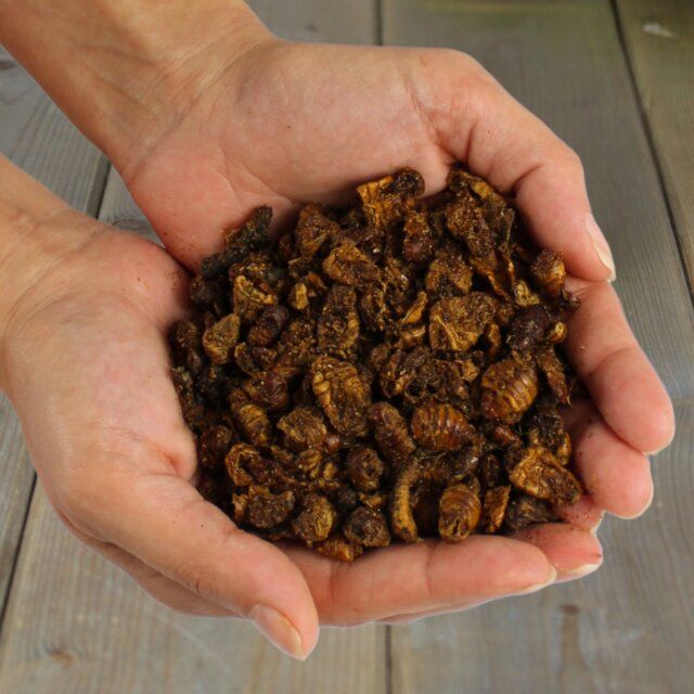 Getrocknete Seidenraupen in geöffneten Händen. Helle Holzoberfläche als Hintergrund.