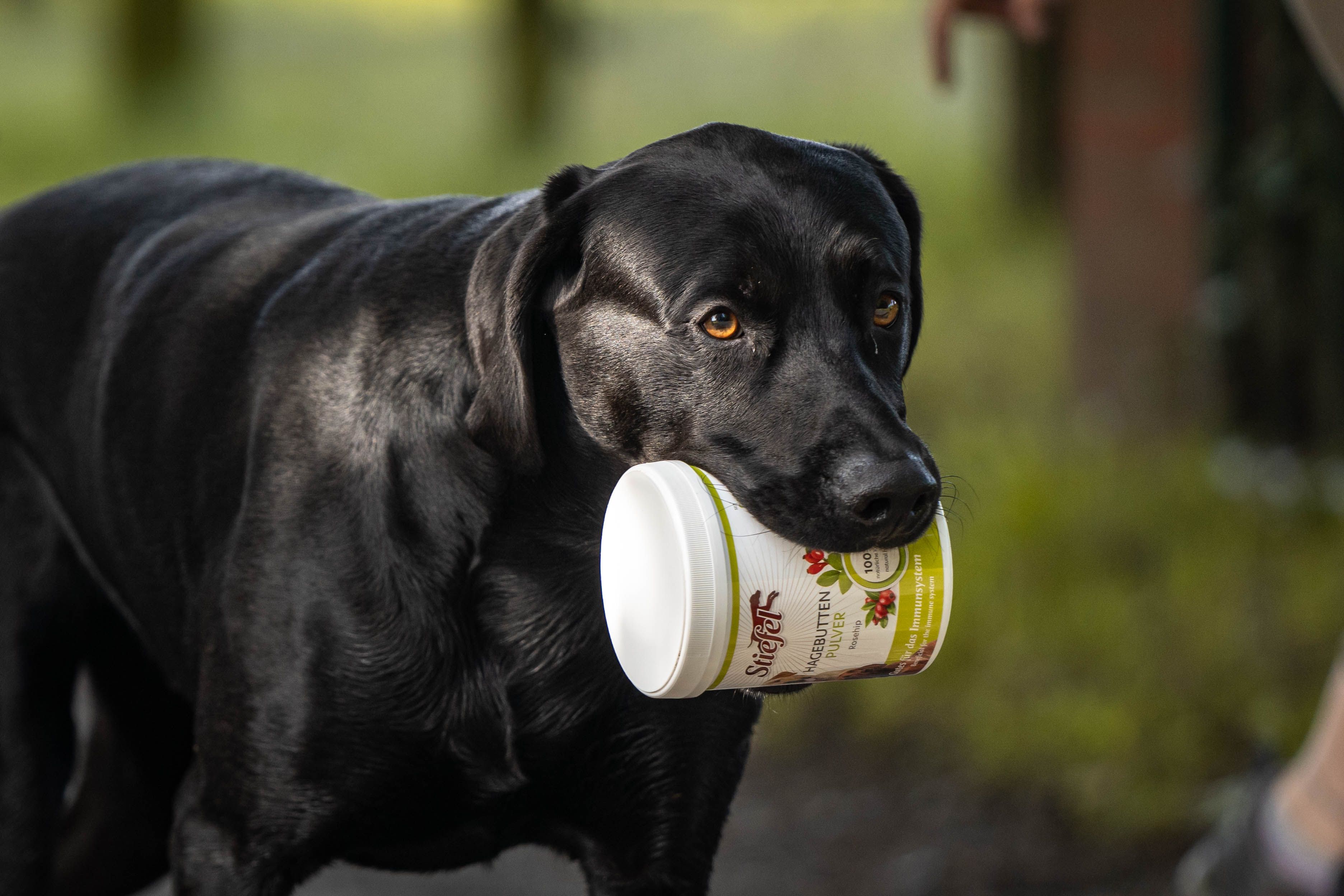 Schwarzer Hund trägt einen weißen Behälter im Maul. Auf dem Behälter ist das Produkt Stiefel Hagebutten Pulver abgebildet.
