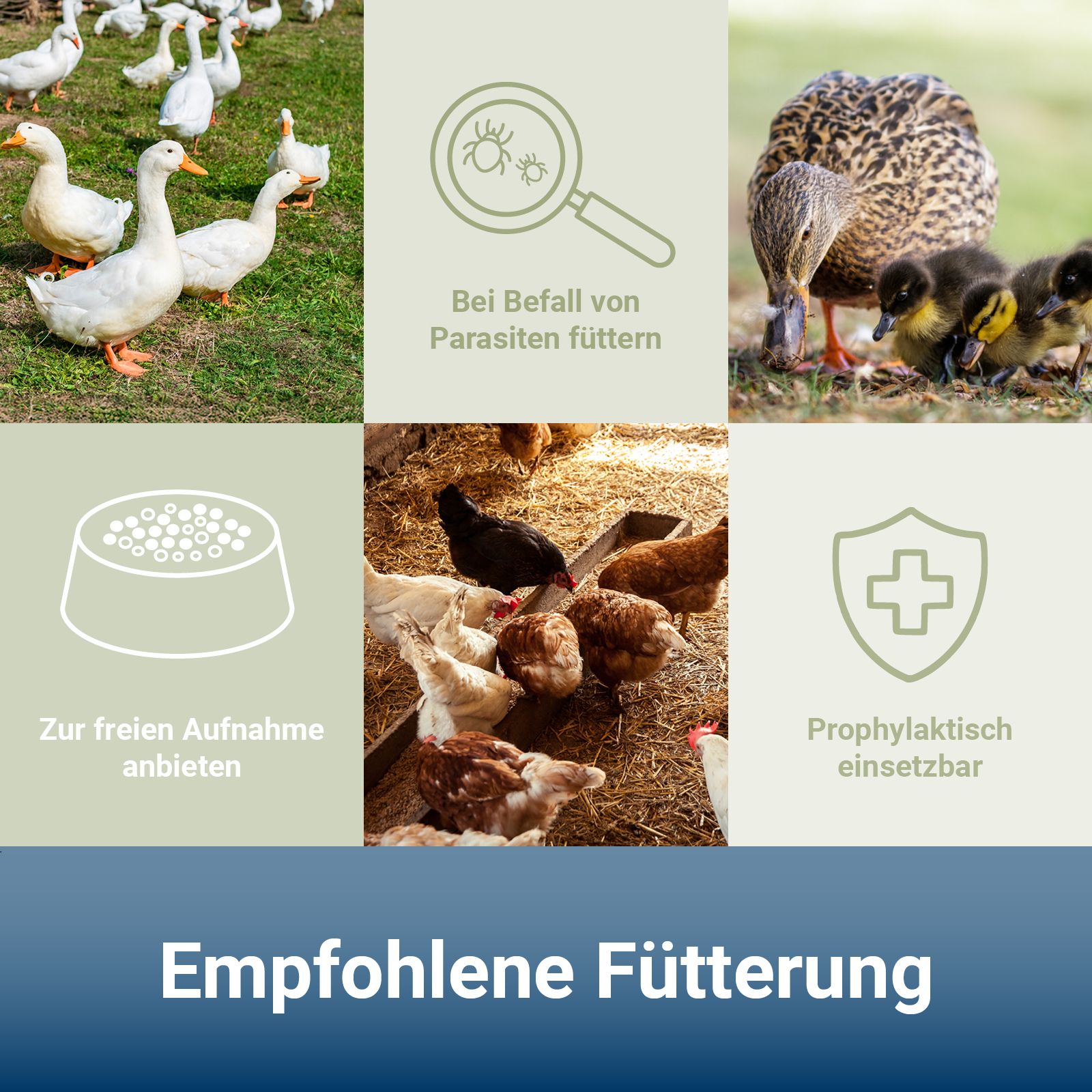 Collage mit Bildern von Geflügel und Icons. Text: Empfohlene Fütterung, Bei Befall von Parasiten füttern, Zur freien Aufnahme anbieten.