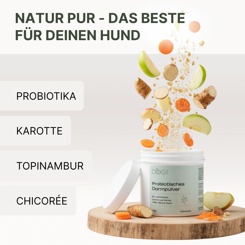 Produkt und Zutaten auf Holz. Text: Probiotika, Karotte, Topinambur, Chicorée. DOG1 Probiotisches Darmpulver.