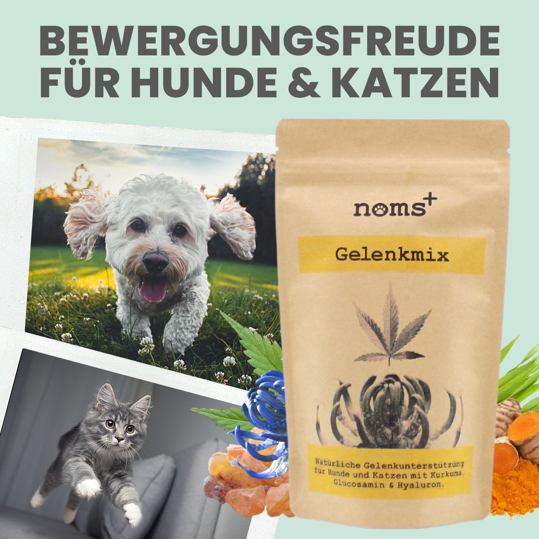 noms+ Gelenkmix für Hunde & Katzen mit Teufelskralle, Kurkuma Glucosamin 150 g Pulver