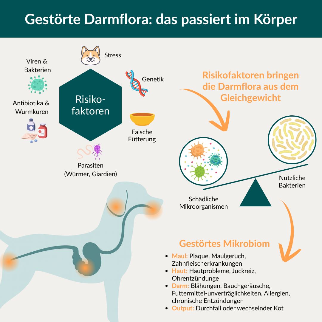 Grafik: Gestörte Darmflora. Risikofaktoren, Auswirkungen auf den Körper. Abbildung eines Hundes mit Organen und Bakterien.