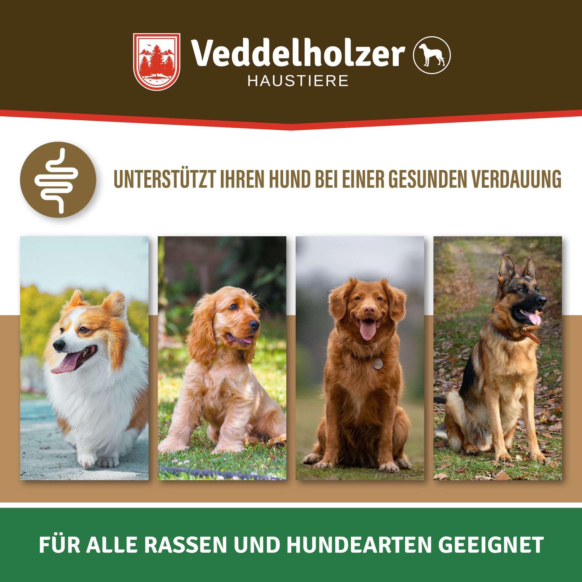 Vier Hunde verschiedener Rassen. Text: "Für alle Rassen und Hundearten geeignet". Symbol: Darm.