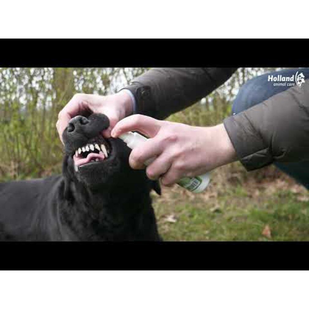 Hände sprühen Spray in das Maul eines schwarzen Hundes. Der Hund zeigt seine Zähne.
