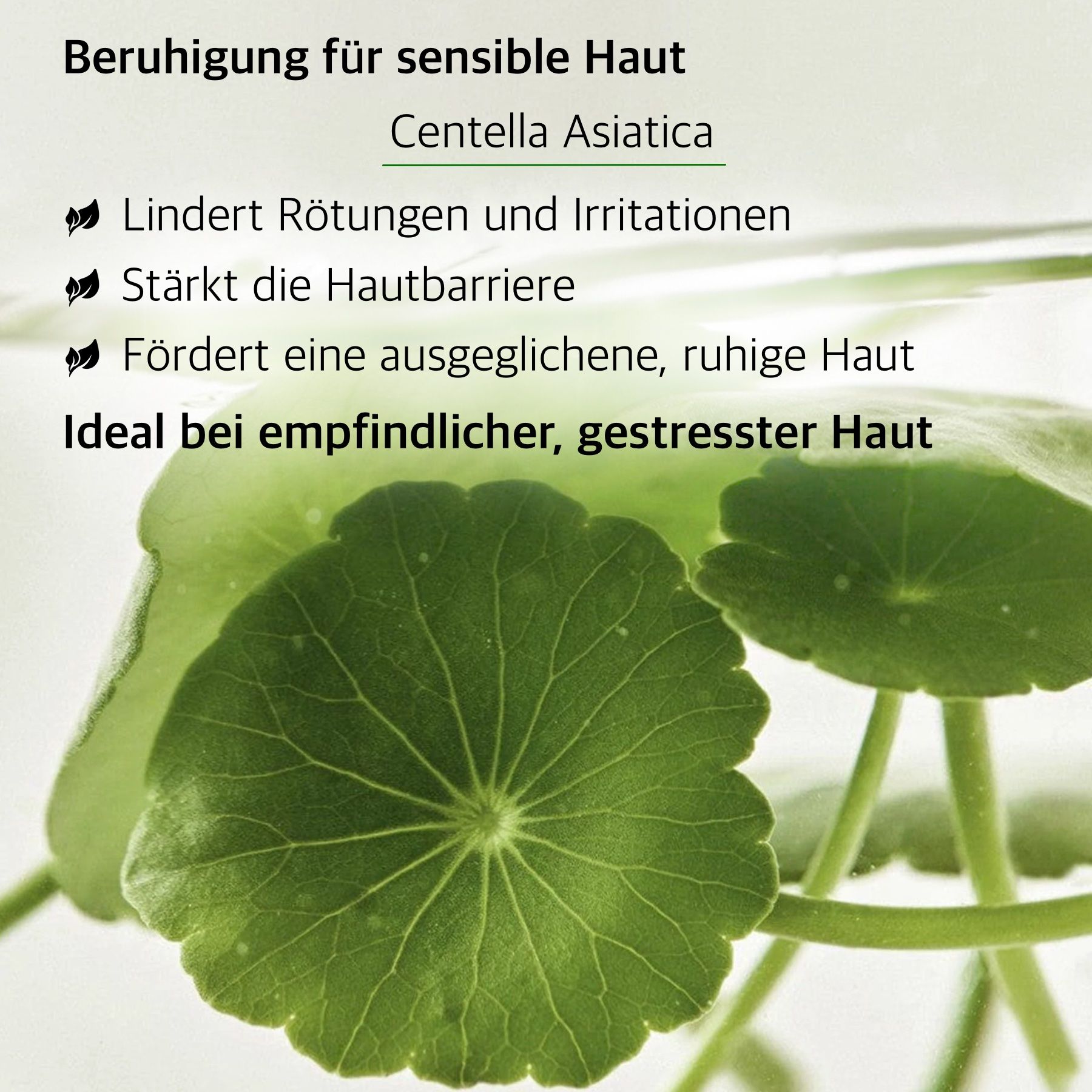 Foglie e testo. Testo: Sollievo per pelli sensibili, Centella Asiatica. Riduce arrossamenti, rafforza la barriera cutanea.
