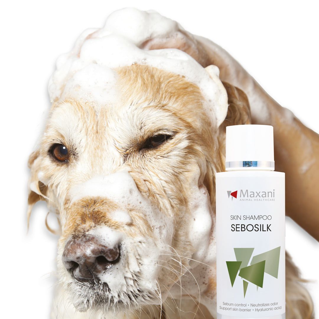 Hund mit Schaum auf dem Kopf, daneben eine Flasche Maxani SeboSilk Skin Shampoo. Aufschrift: Skin Shampoo, SeboSilk.