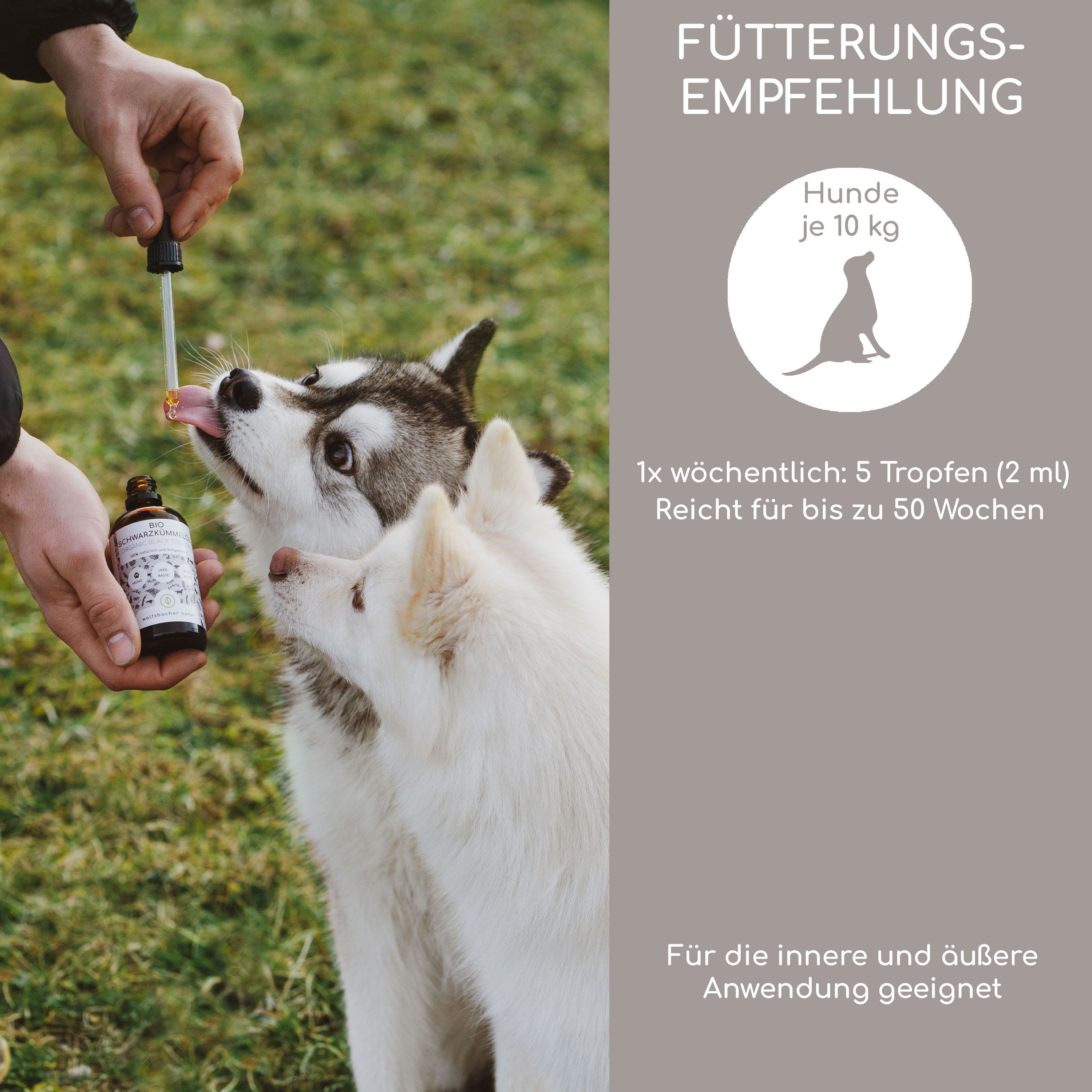 Zwei Hunde erhalten Tropfen aus einer Pipette, die von einer Hand gehalten wird. Fütterungsempfehlung für Hunde.