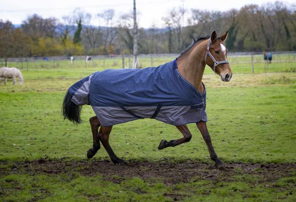 Pferd mit blauer und grauer Outdoordecke. Das Pferd rennt auf einer Wiese.