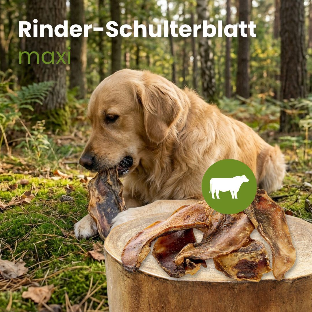 Ein Golden Retriever kaut auf einem Rinder-Schulterblatt.