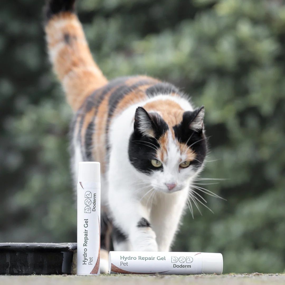 Katze geht auf zwei Tuben zu. Aufschrift Hydro Repair Gel Pet und Doderm. Schwarze Schale links.