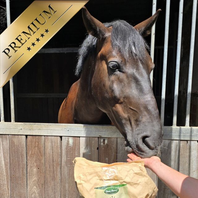 Braunes Pferd in Box, frisst aus Papiertüte. Auf der Tüte: Lyra Horse® English Mash Original Pferdefutter. Premium-Siegel.