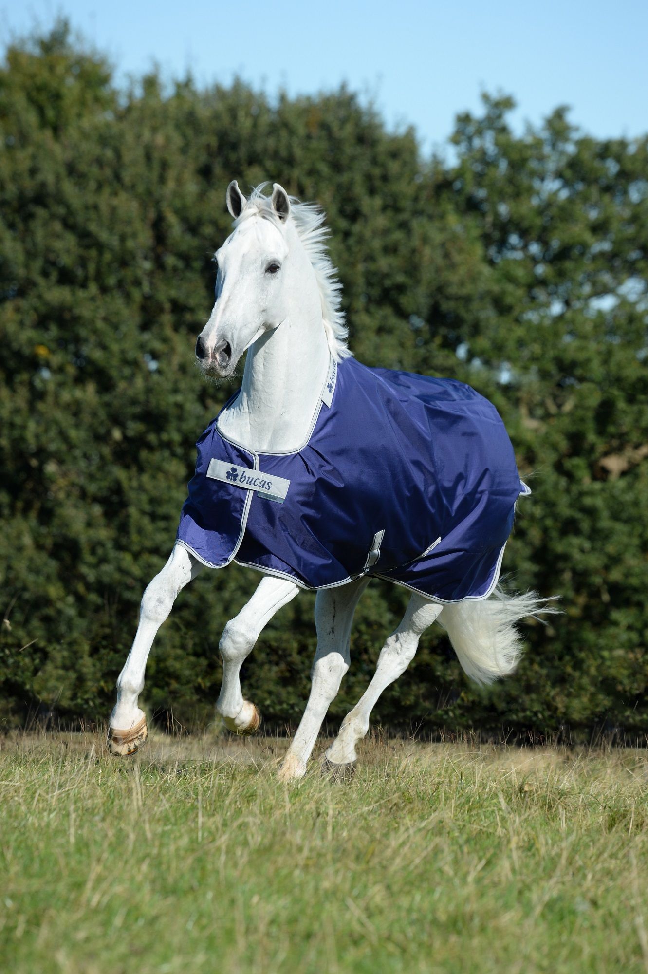 Weißes Pferd mit dunkelblauer Decke. Decke mit weißer Umrandung und Logo. Pferd rennt auf einer Wiese.