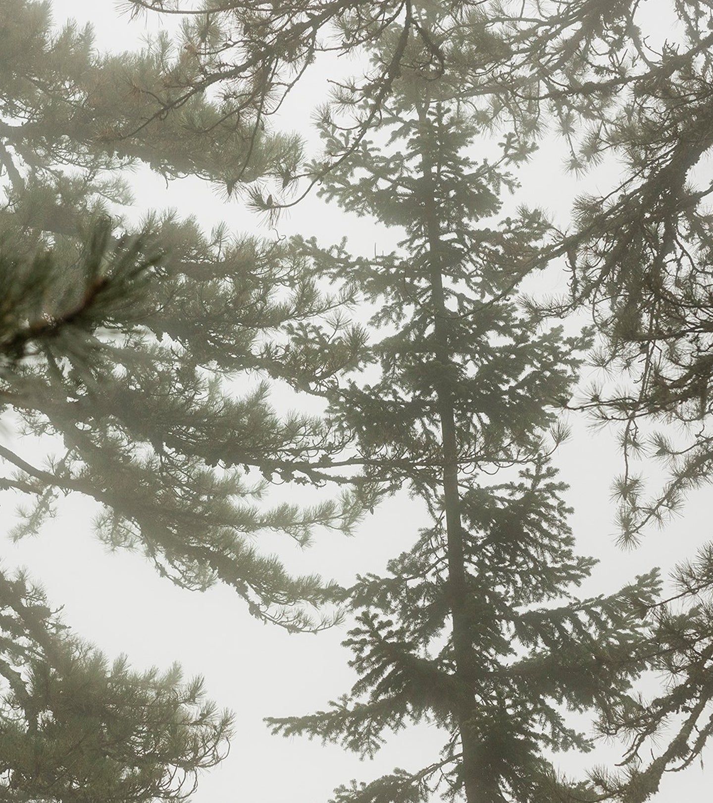 Waldlandschaft mit Bäumen im Nebel. Keine Produktinformationen sichtbar.