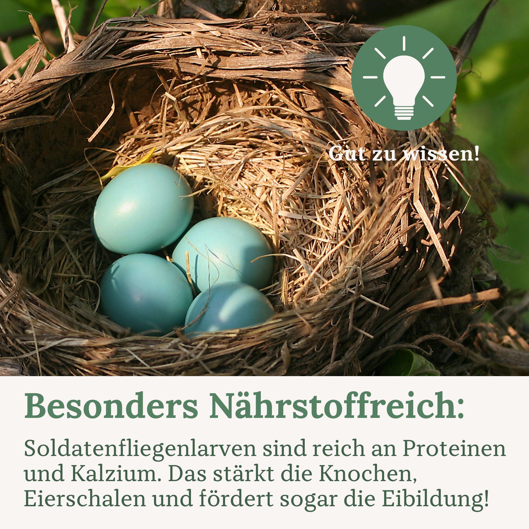 Vier blaue Eier in einem Nest. Text: Besonders nährstoffreich, Informationen.