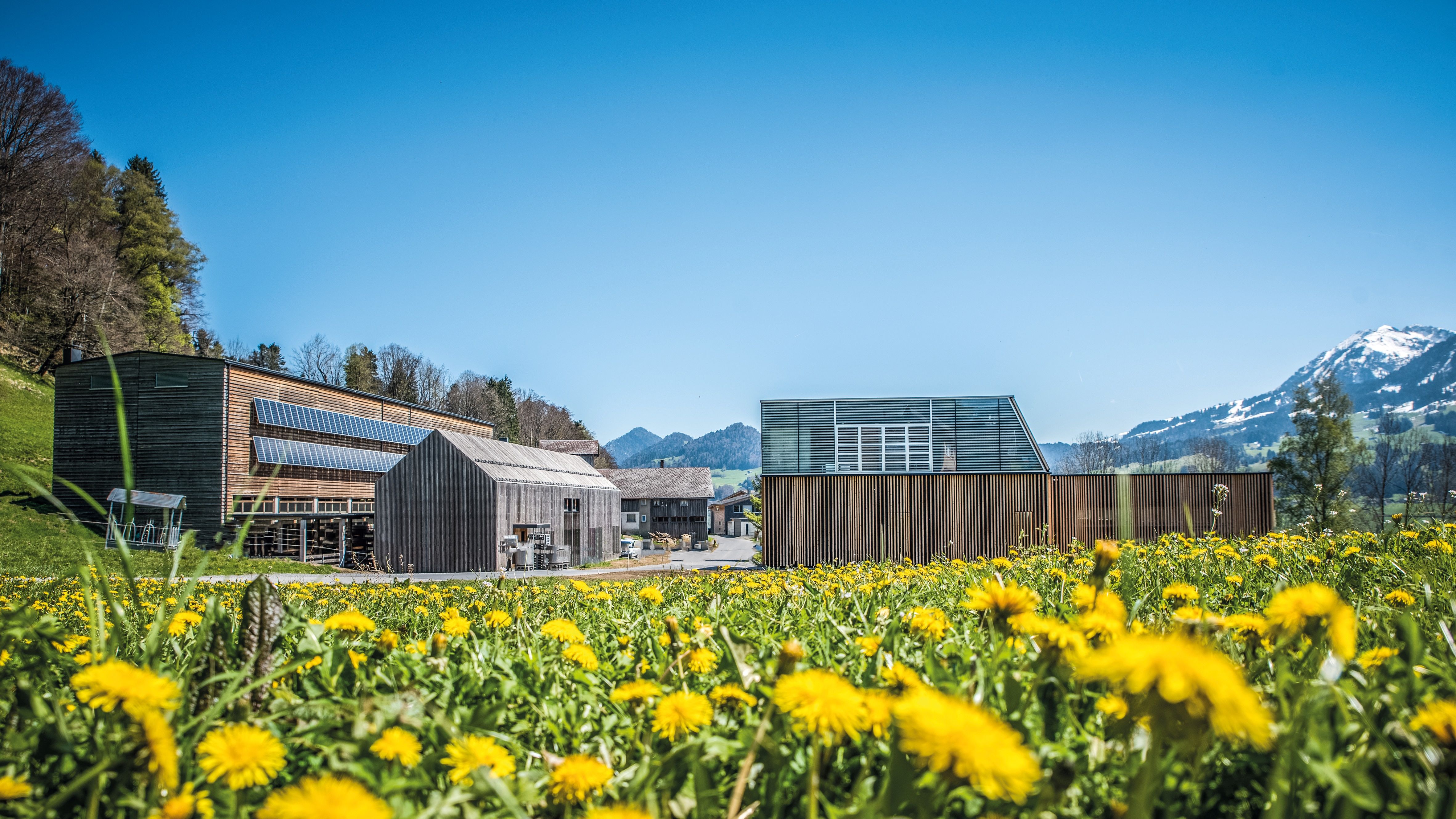 Weiße Flasche mit grünem Etikett. Aufschrift: Metzler Molke Hautmilch Kamille. Kamillenblüten-Illustration.