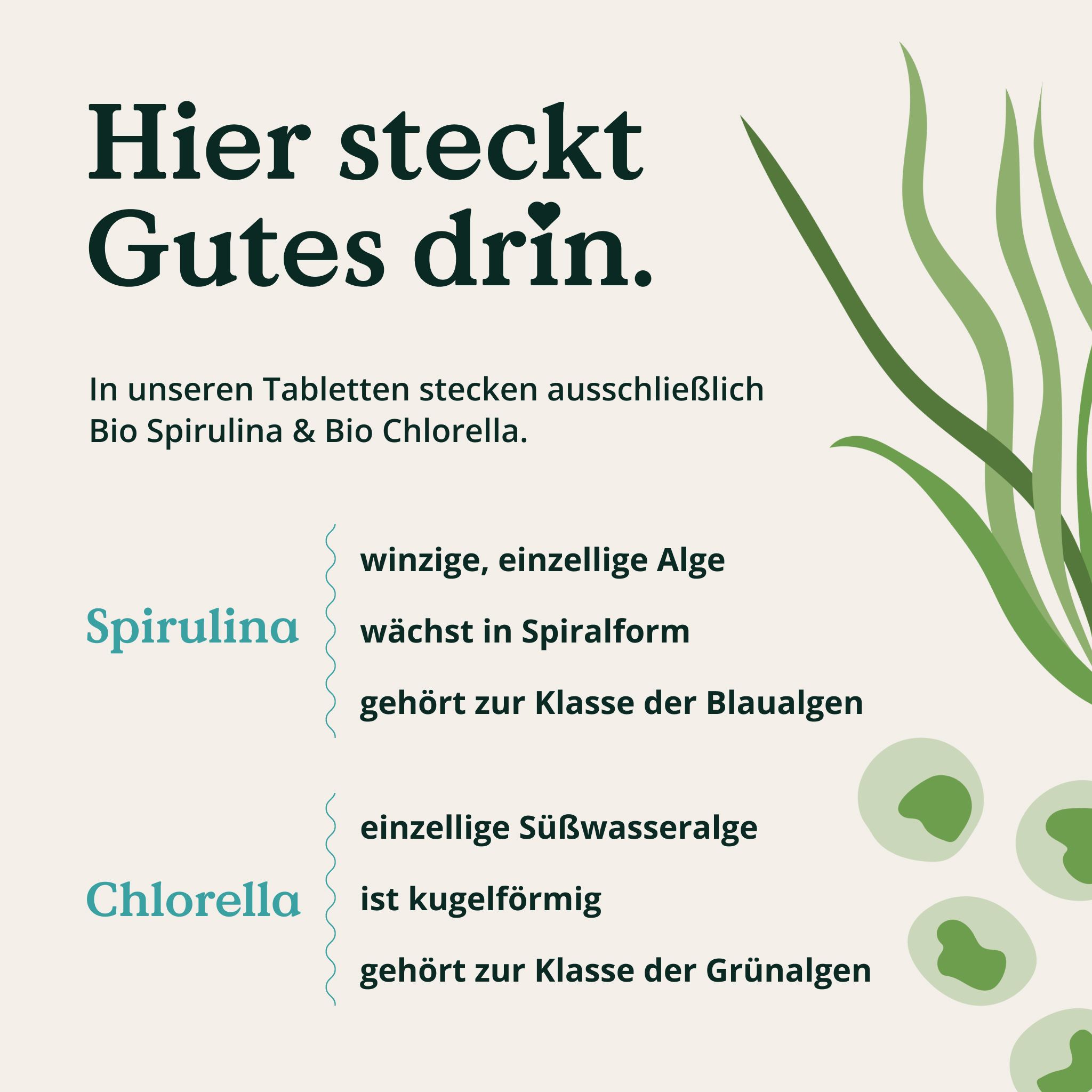 Text: Hier steckt Gutes drin. Spirulina: winzige Alge, wächst in Spiralform, Blaualgen. Chlorella: einzellige Süßwasseralge, kugelförmig, Grünalgen.