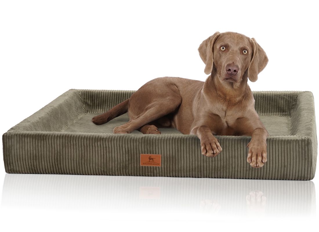 Hund liegt auf orthopädischem Hundebett. Cordbezug, olivgrün. Rechteckige Form, erhöhter Rand. Logo-Etikett.