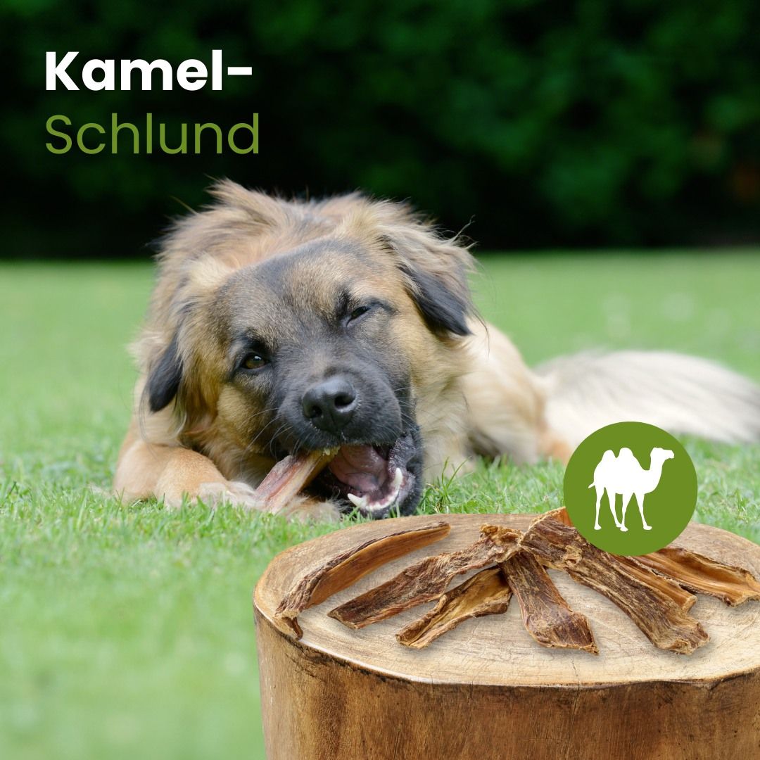Getrocknete Kamelschlund-Streifen für Hunde, auf einem Holzstamm arrangiert.