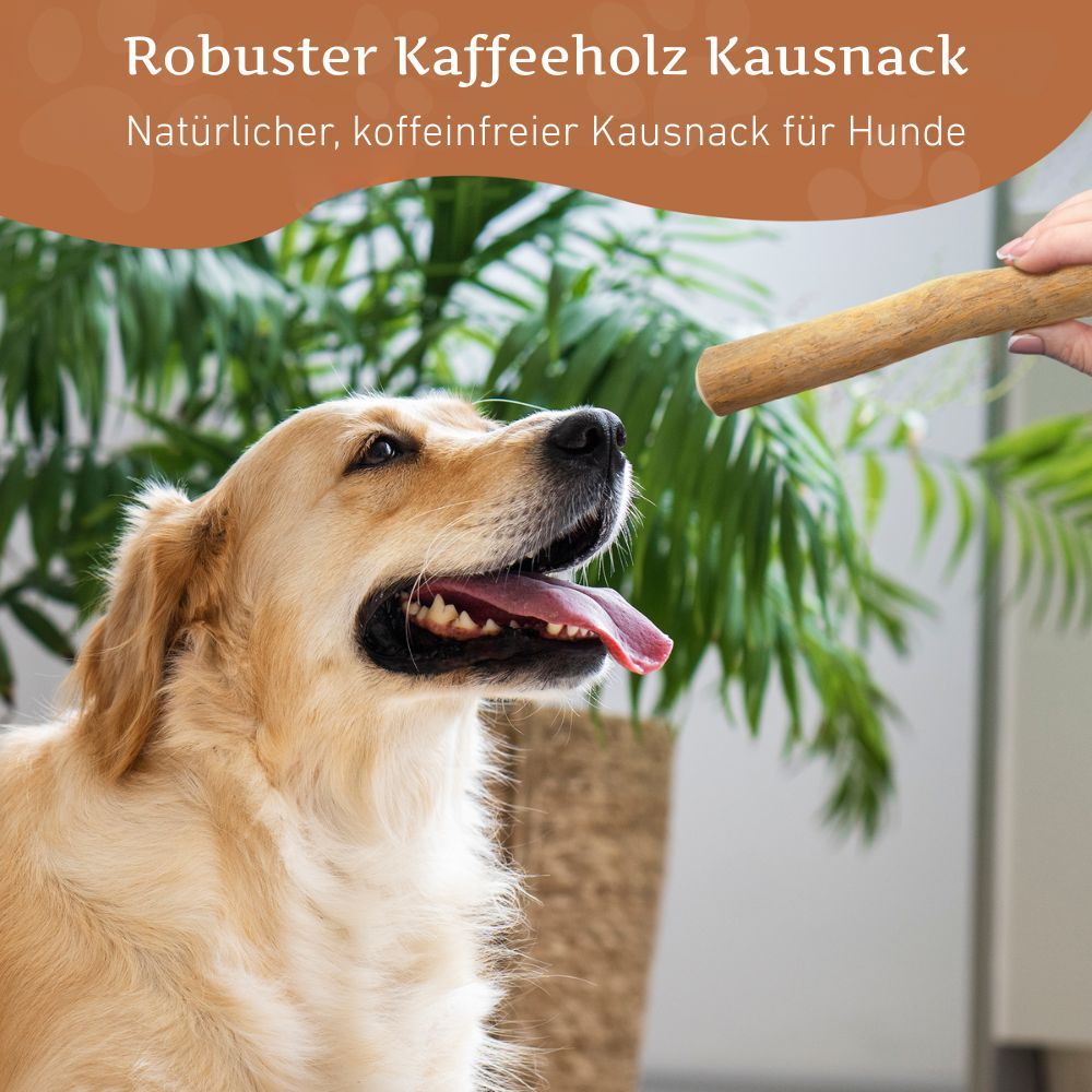 Goldener Retriever mit einem Kaffeeholz-Kaustab. Text: Robuster Kaffeeholz Kausnack. Natürlicher, koffeinfreier Kausnack für Hunde.
