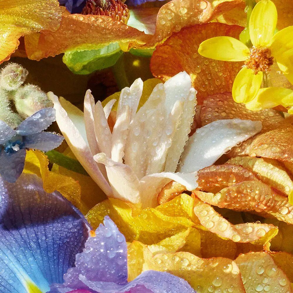 Nahaufnahme von bunten Blütenblättern mit Wassertropfen. Gelbe, orange, blaue und weiße Blütenblätter.