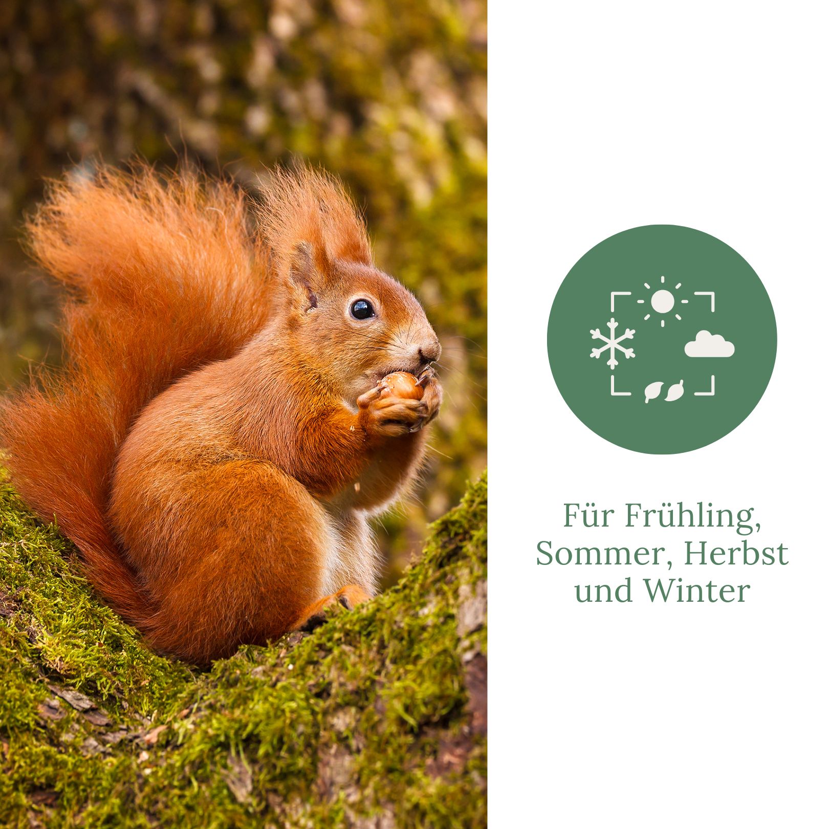 Ein Eichhörnchen sitzt auf einem Ast und hält eine Nuss. Text: Für Frühling, Sommer, Herbst und Winter.