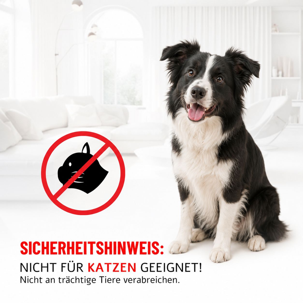 Border Collie sitzt vor einem Sofa. Rotes Verbotsschild für Katzen daneben.