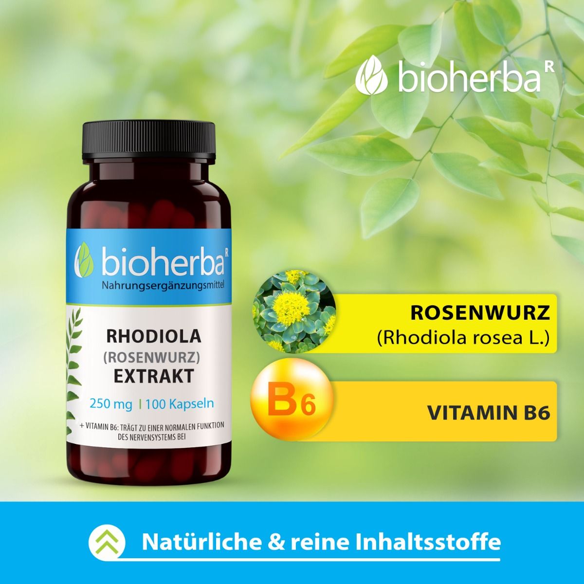 Braune Flasche mit schwarzen Deckel. Etikett mit Produktinformationen. Text: Rhodiola (Rosenwurz) Extrakt, 250 mg, 100 Kapseln. Marke: bioherba.