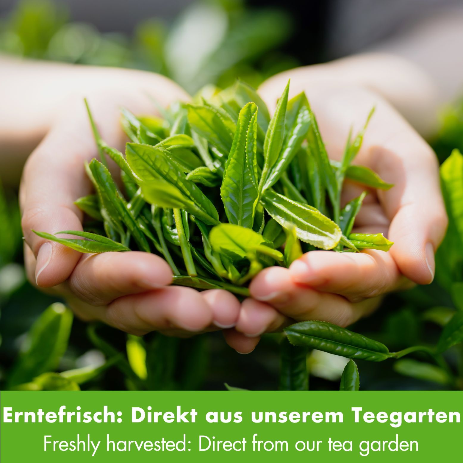 Hände halten frische, grüne Teeblätter. Text: Erntefrisch: Direkt aus unserem Teegarten.