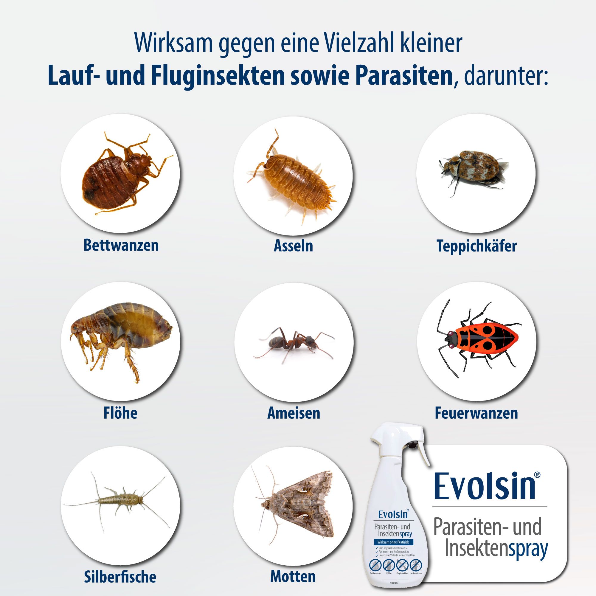 Infografik mit Insekten: Bettwanzen, Asseln, Teppichkäfer, Flöhe, Ameisen, Feuerwanzen, Silberfische, Motten. Evolsin® Parasiten- und Insektenspray.