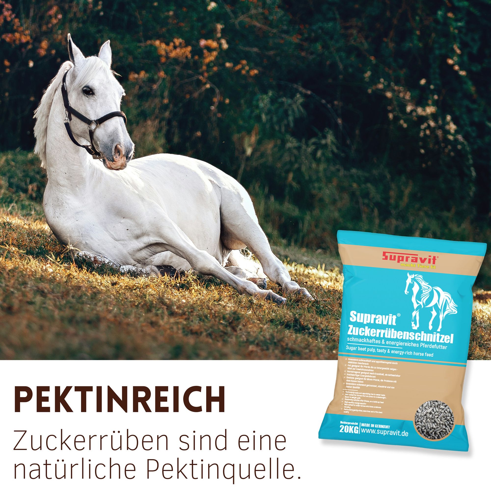 Weißes Pferd liegt auf Wiese neben Futtersack. Aufschrift: Supravit Zuckerrübenschnitzel. Text: Pektinreich, Zuckerrüben sind eine natürliche Pektinquelle.