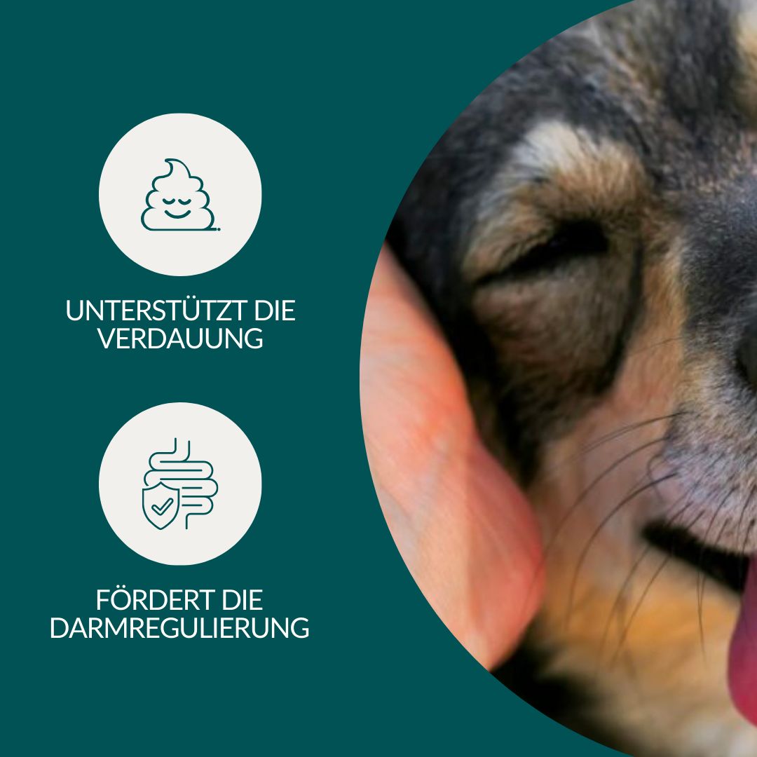 vetevo Belly Bites Hund