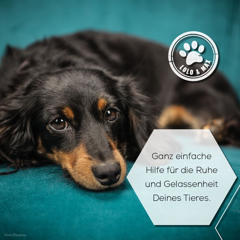 Ein Hund liegt auf einer Couch. Text: Ganz einfache Hilfe für die Ruhe und Gelassenheit Deines Tieres. Logo: Lolo & Max mit Pfote.