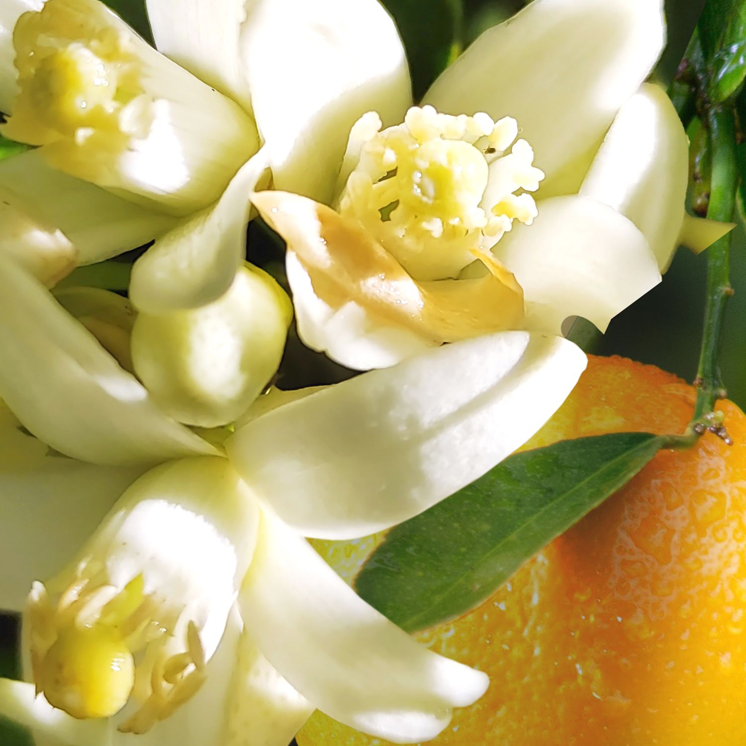 Nahaufnahme von weißen Blüten und einer Orange. Blüten mit gelben Staubgefäßen. Grüner Hintergrund.