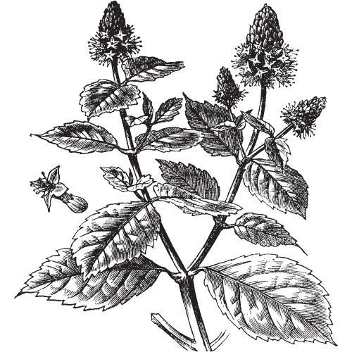 Alteya Organics Patchouli Öl 100%