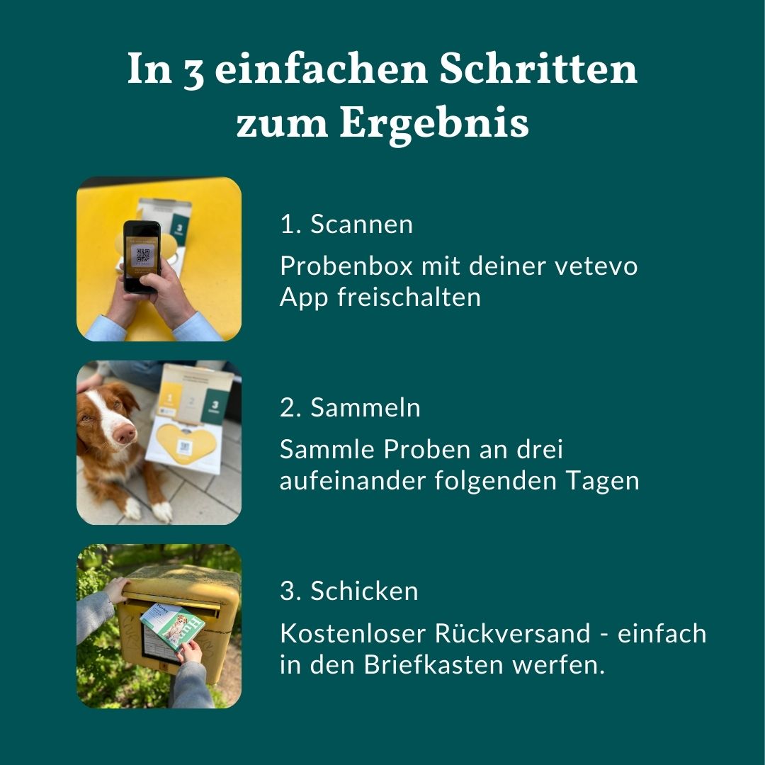 Drei Schritte zum Ergebnis: Scannen der Probe, Sammeln über drei Tage, kostenloser Versand.