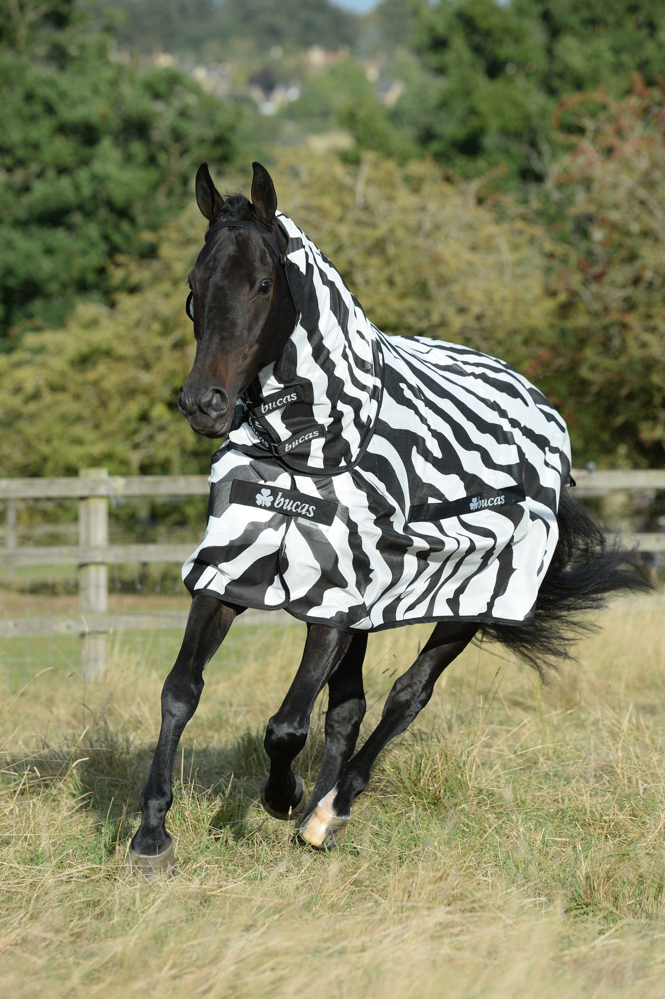 Pferdedecke mit Zebra-Muster. Schwarzes Pferd auf einer Wiese. Die Decke hat das Logo "Bucas".