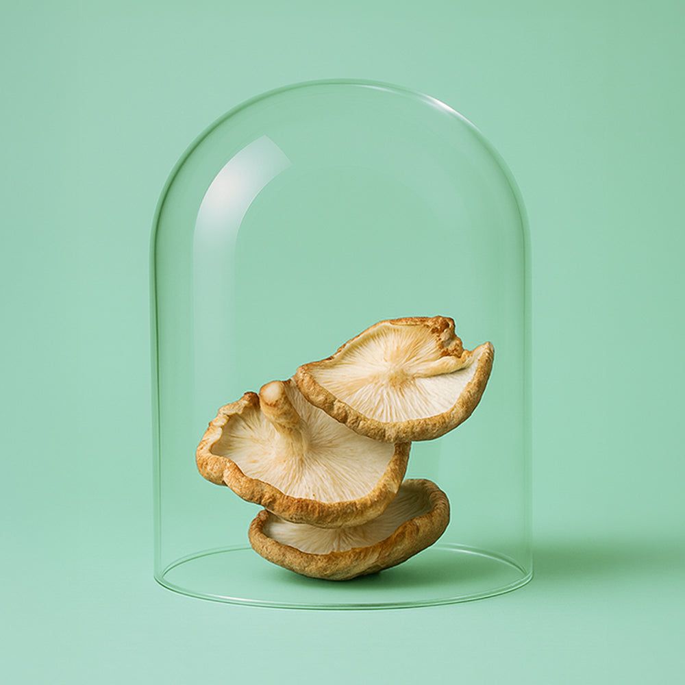 Drei getrocknete Shiitake-Pilzstücke unter einer gläsernen Glocke auf grünem Hintergrund.