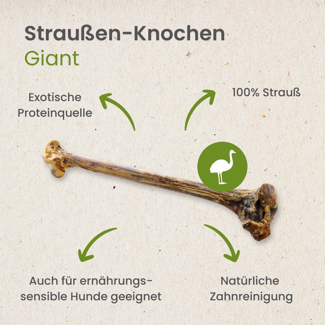 Ein großer, brauner Straußenknochen mit Pfeilen, die auf seine Vorteile hinweisen.