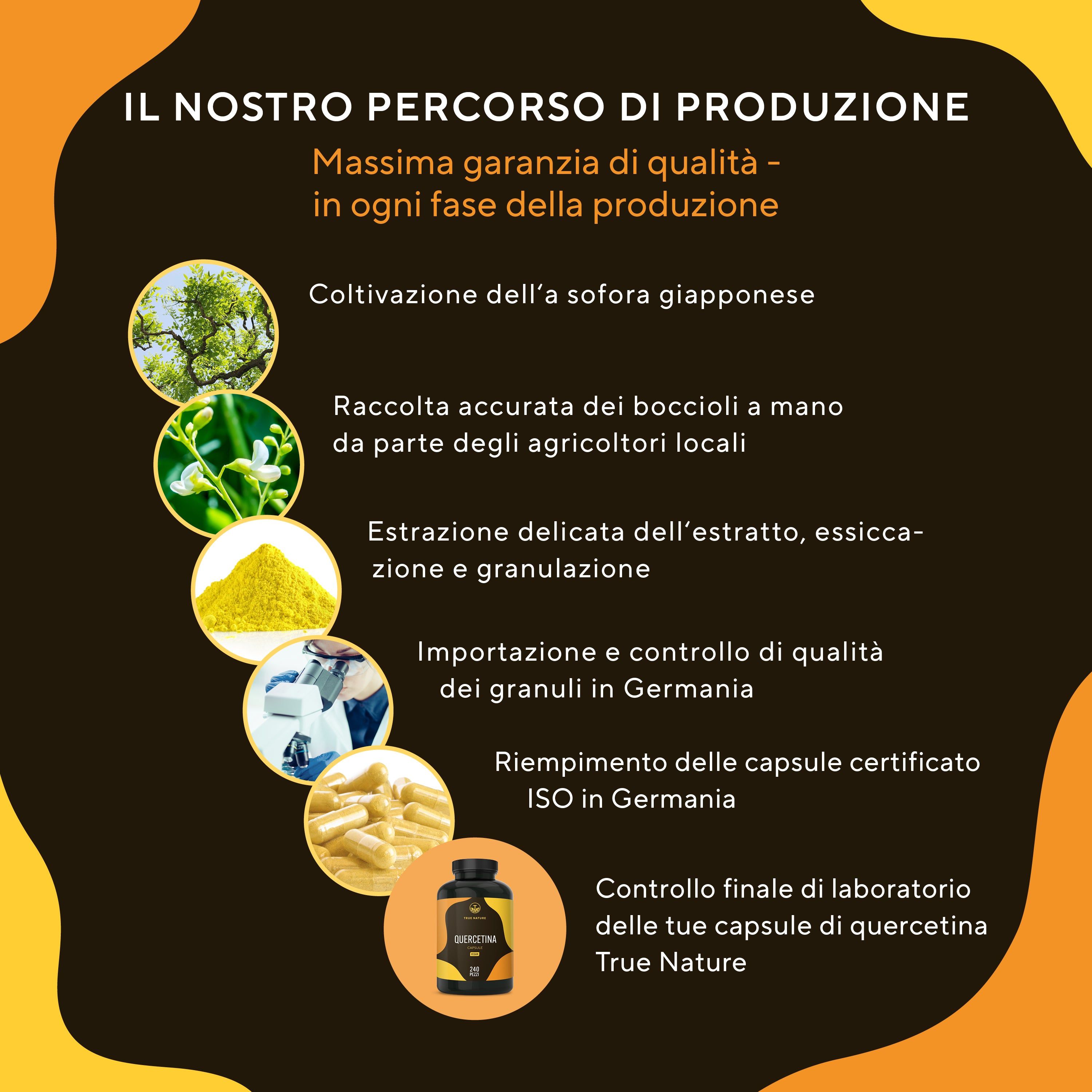 Processo di produzione: coltivazione della Sophora giapponese, raccolta accurata, estrazione, importazione, riempimento, controllo qualità.