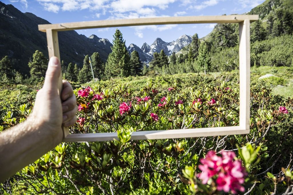 Hand hält Holzrahmen vor Berglandschaft mit Blumen. Rahmen zeigt Ausschnitt der Natur. Grüne Pflanzen und Berge im Hintergrund.