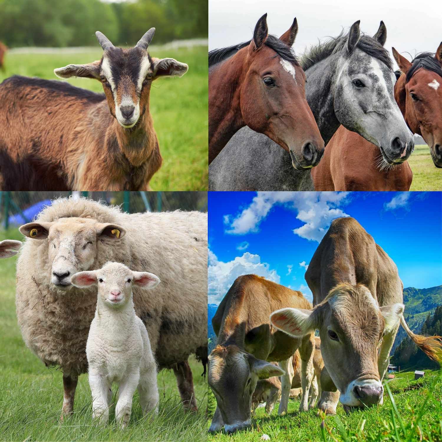 Verschiedene Tiere auf einer Wiese: Ziege, Pferde, Schafe mit Lamm, Kühe. Vier Bilder in einem Quadrat angeordnet.