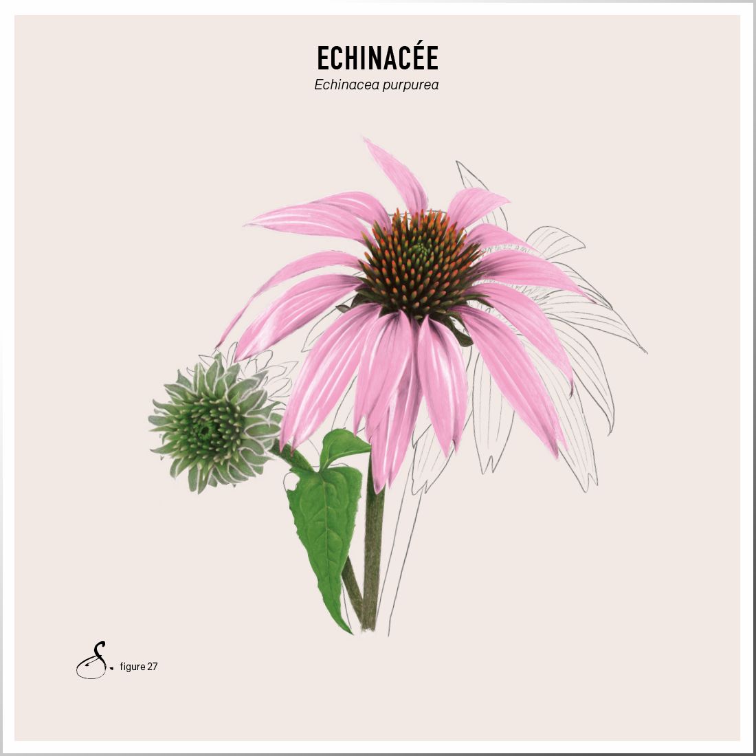 Sekoya Swiss - Echinacea +