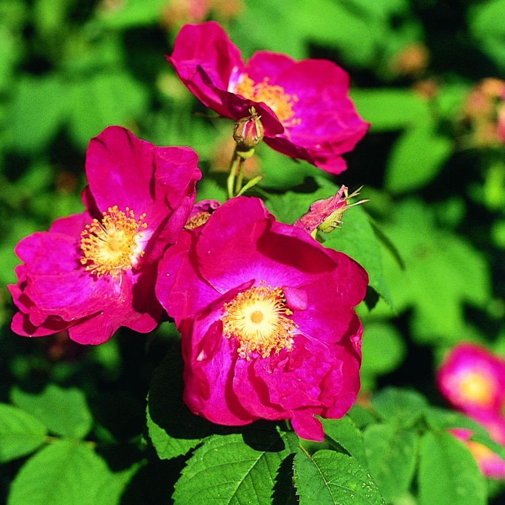 PHI Essences - Tibetanische Bergrosen Essenz