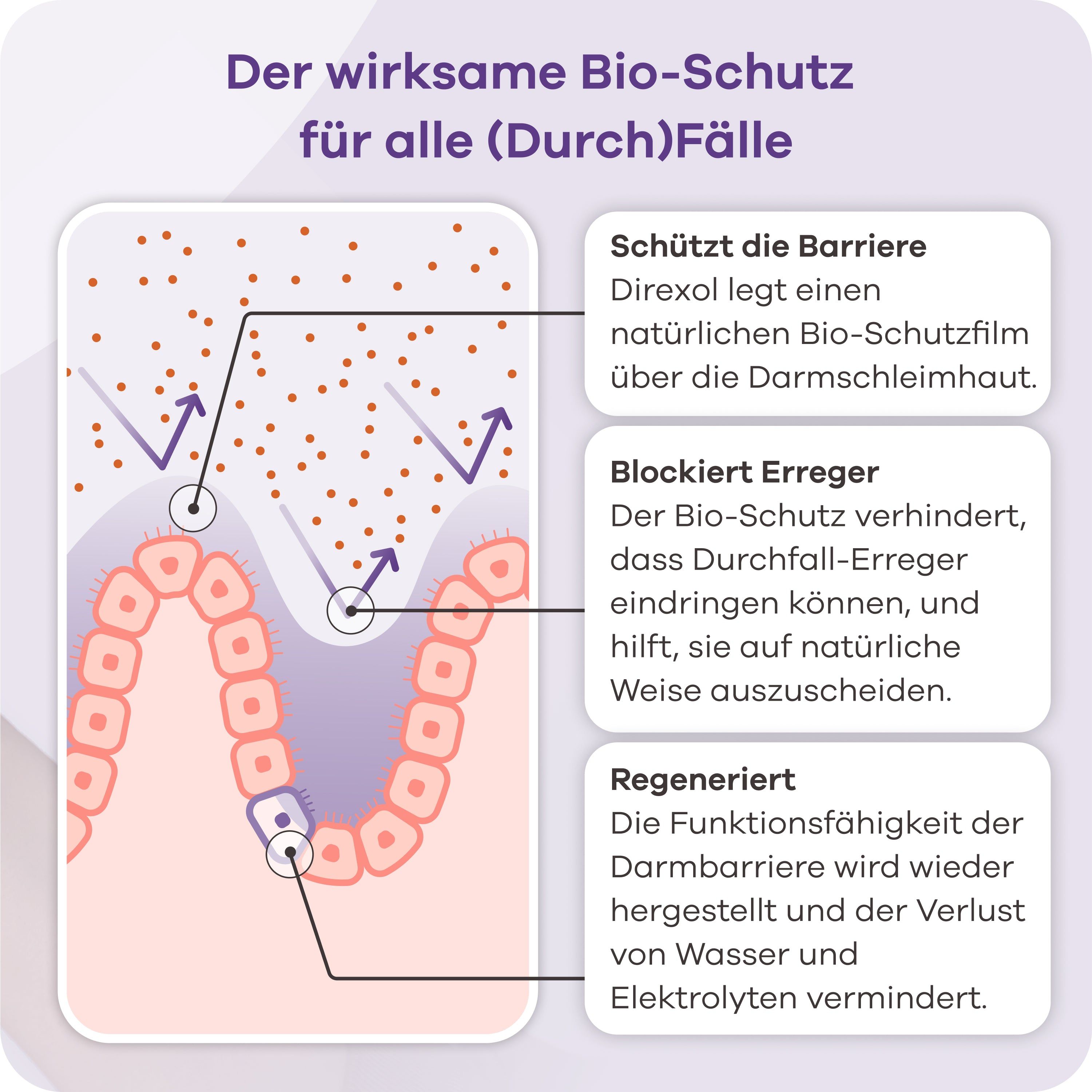 Grafik zeigt Schutz der Darmbarriere durch Direxol. Text erklärt Bio-Schutz.