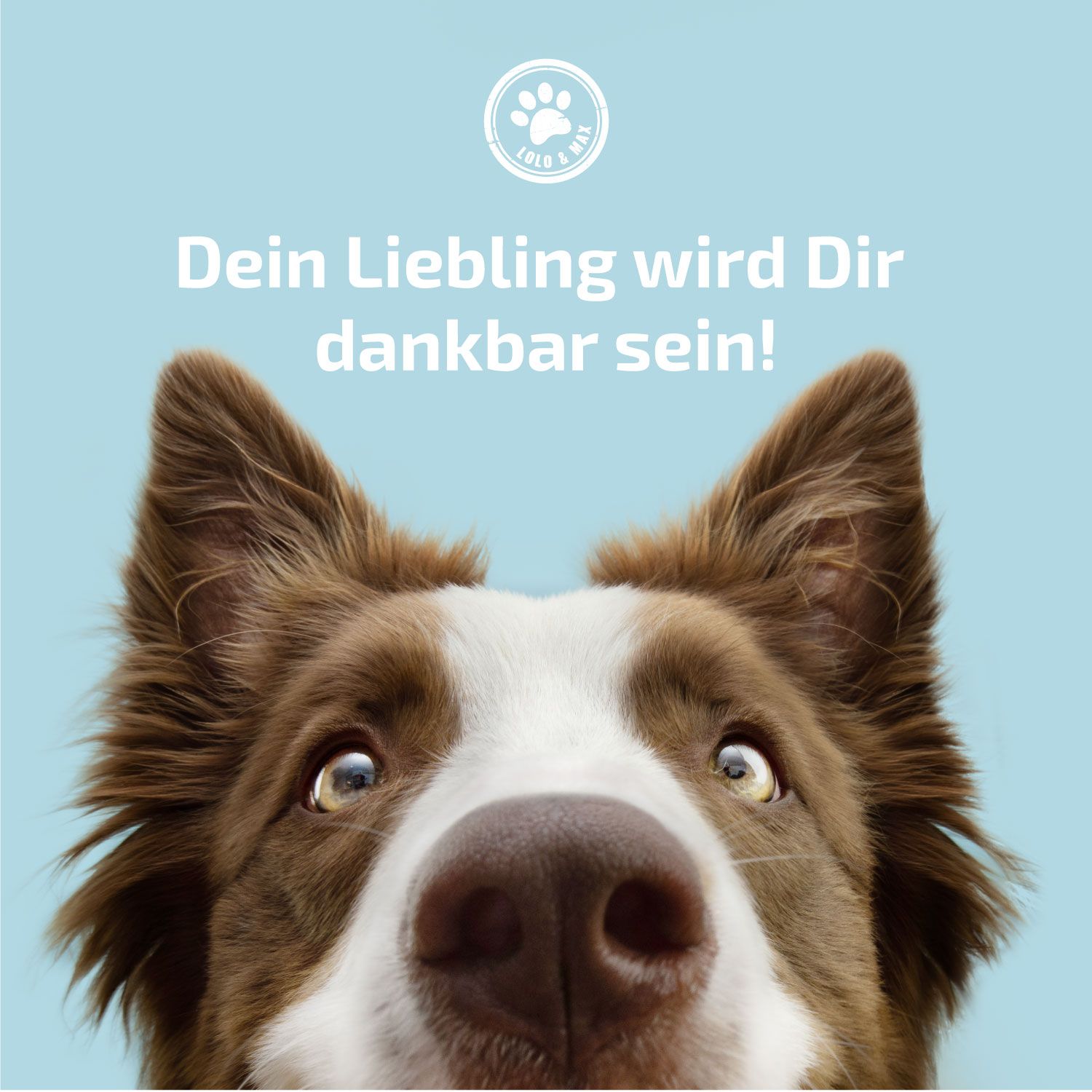 Nahaufnahme eines Hundes. Text: Dein Liebling wird Dir dankbar sein! Logo.