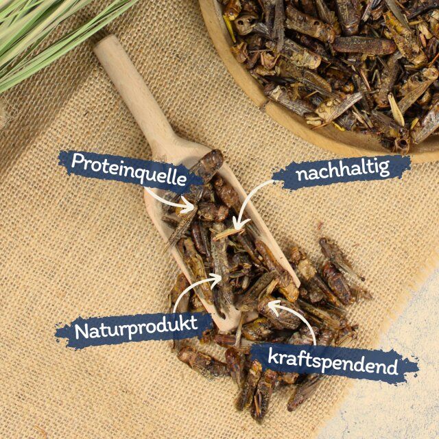 Nahaufnahme von getrockneten Heuschrecken auf einem Holzlöffel. Beschriftungen: Proteinquelle, nachhaltig, Naturprodukt, kraftspendend.